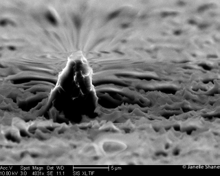 Illustration for article titled 16 Incredible Animals and Landscapes You Can Only See With a Microscope